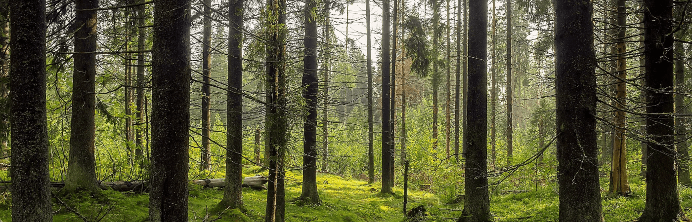 Glamping and Modular Structures: Luxury in Camping Areas